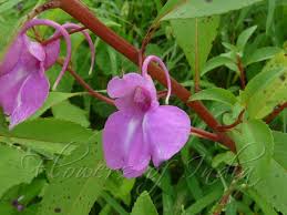 Image result for Impatiens balsamina