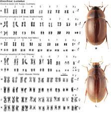 Attēlu rezultāti vaicājumam “Enochrus affinis”