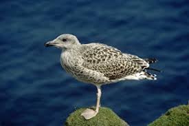 Attēlu rezultāti vaicājumam “Larus marinus”