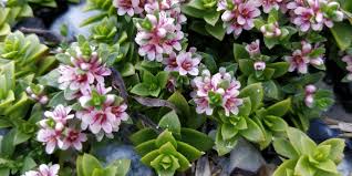 Attēlu rezultāti vaicājumam “Glaux maritima leaf”