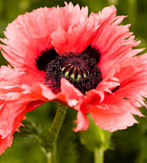 Image result for Papaver orientale