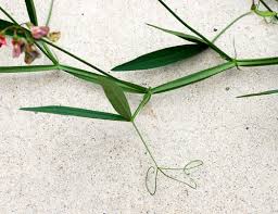 Attēlu rezultāti vaicājumam “Lathyrus palustris bud”