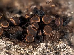 Attēlu rezultāti vaicājumam “Trichia contorta macro”