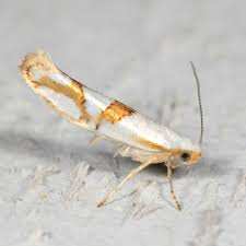 Attēlu rezultāti vaicājumam “Argyresthiidae”