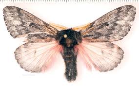 Attēlu rezultāti vaicājumam “Saturniidae”