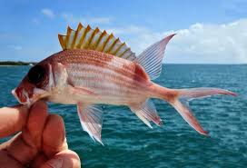 Image result for Holocentrus adscensionis