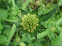 Attēlu rezultāti vaicājumam “Knautia arvensis bud”