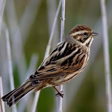 Attēlu rezultāti vaicājumam “Emberiza schoeniclus eggs”