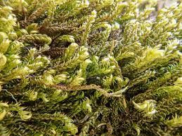 Attēlu rezultāti vaicājumam “Hygrohypnum luridum sporophyte”