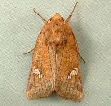 Attēlu rezultāti vaicājumam “Amphipoea”