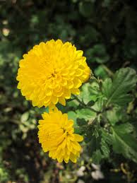 Image result for Chrysanthemum ptarmiciflorum