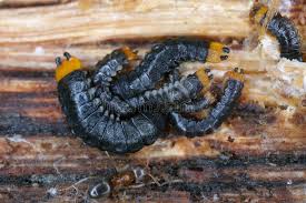 Attēlu rezultāti vaicājumam “Lygistopterus sanguineus”