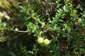 Attēlu rezultāti vaicājumam “Dianema nivale macro”