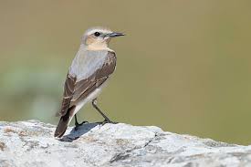 Attēlu rezultāti vaicājumam “Oenanthe oenanthe female”