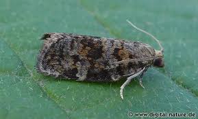 Attēlu rezultāti vaicājumam “Dichelia histrionana”