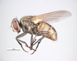 Attēlu rezultāti vaicājumam “Musca domestica”