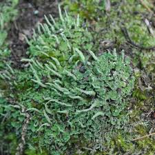 Attēlu rezultāti vaicājumam “Cladonia coniocraea”