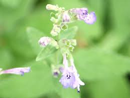 Attēlu rezultāti vaicājumam “Nepeta x faassenii leaf”