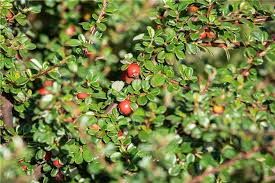 Attēlu rezultāti vaicājumam “Cotoneaster divaricatus”