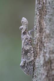 Attēlu rezultāti vaicājumam “Fuligo licentii macro”