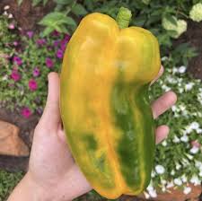 Afbeeldingsresultaat voor baby yellow sweet pepper