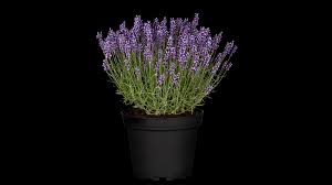 Image result for Lavendel