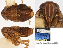 Attēlu rezultāti vaicājumam “Javesella pellucida female”