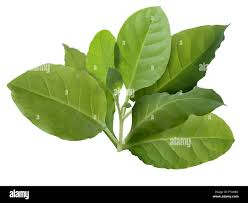 Attēlu rezultāti vaicājumam “Nicotiana tabacum leaf”