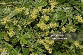 Image result for Frauenmantel