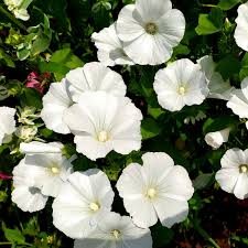 Image result for Lavatera trimestris