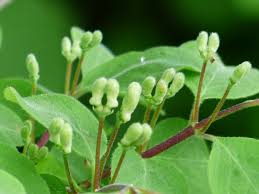 Attēlu rezultāti vaicājumam “Lonicera xylosteum bud”
