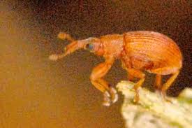 Attēlu rezultāti vaicājumam “Apion sp.”