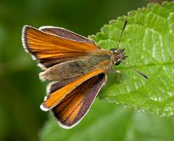 Attēlu rezultāti vaicājumam “Thymelicus lineola underside”