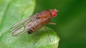 Attēlu rezultāti vaicājumam “Drosophila melanogaster”