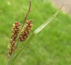 Attēlu rezultāti vaicājumam “Carex panicea”