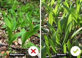 Image result for Bärlauch