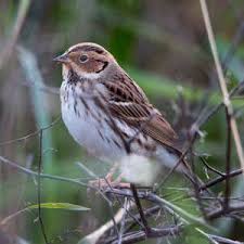 Image result for Emberiza pusilla