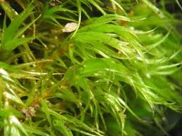 Attēlu rezultāti vaicājumam “Dicranum bergeri”