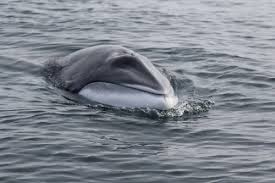 Image result for Balaenoptera bonaerensis