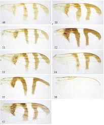 Attēlu rezultāti vaicājumam “Urophora jaceana”