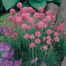 Image result for Grasnelke