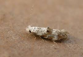 Attēlu rezultāti vaicājumam “Bucculatrix rhamniella”