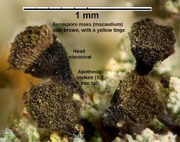Attēlu rezultāti vaicājumam “Chaenotheca ferruginea”