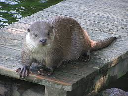 Attēlu rezultāti vaicājumam “Lutra lutra”