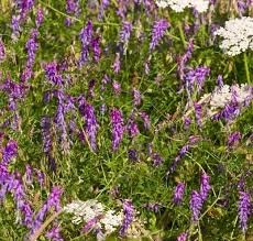 Attēlu rezultāti vaicājumam “Vicia cracca”
