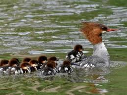 Attēlu rezultāti vaicājumam “Mergus merganser female”