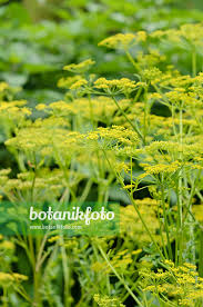 Attēlu rezultāti vaicājumam “Pastinaca sativa”