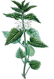 Attēlu rezultāti vaicājumam “Lamium album leaf”