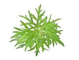 Attēlu rezultāti vaicājumam “Artemisia vulgaris leaf”