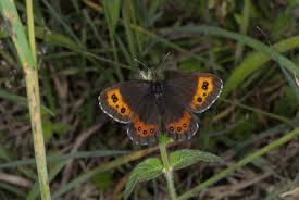 Attēlu rezultāti vaicājumam “Erebia ligea”